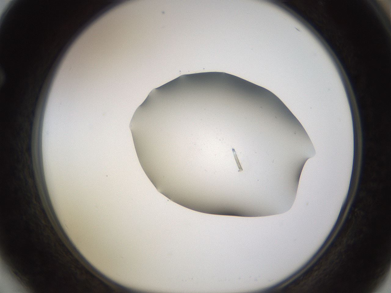 folderID576_plateID1576_batchID6364_wellNum64_profileID1_d1_r103374_ef.jpg