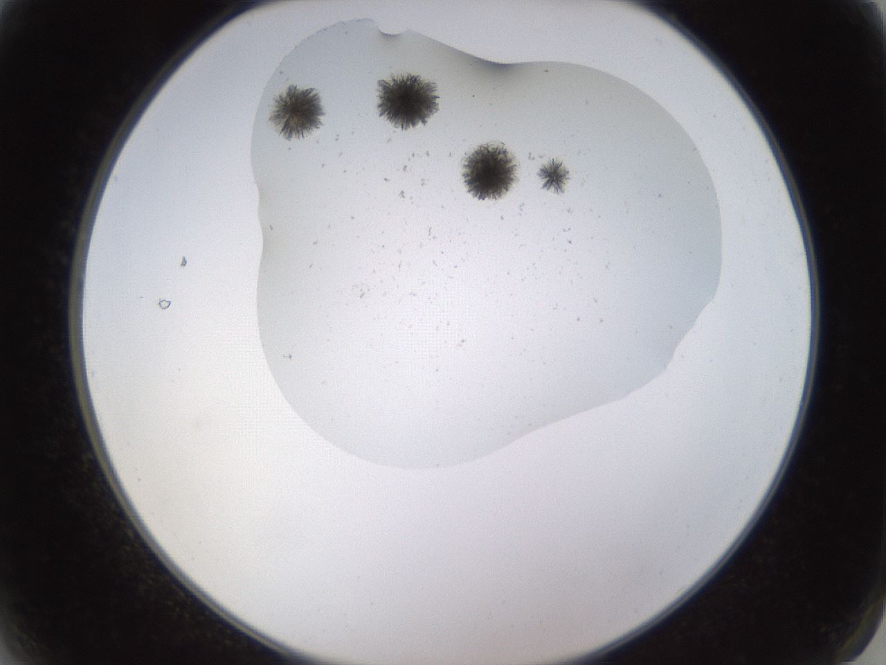 folderID577_plateID1577_batchID6365_wellNum2_profileID1_d2_r103410_ef.jpg
