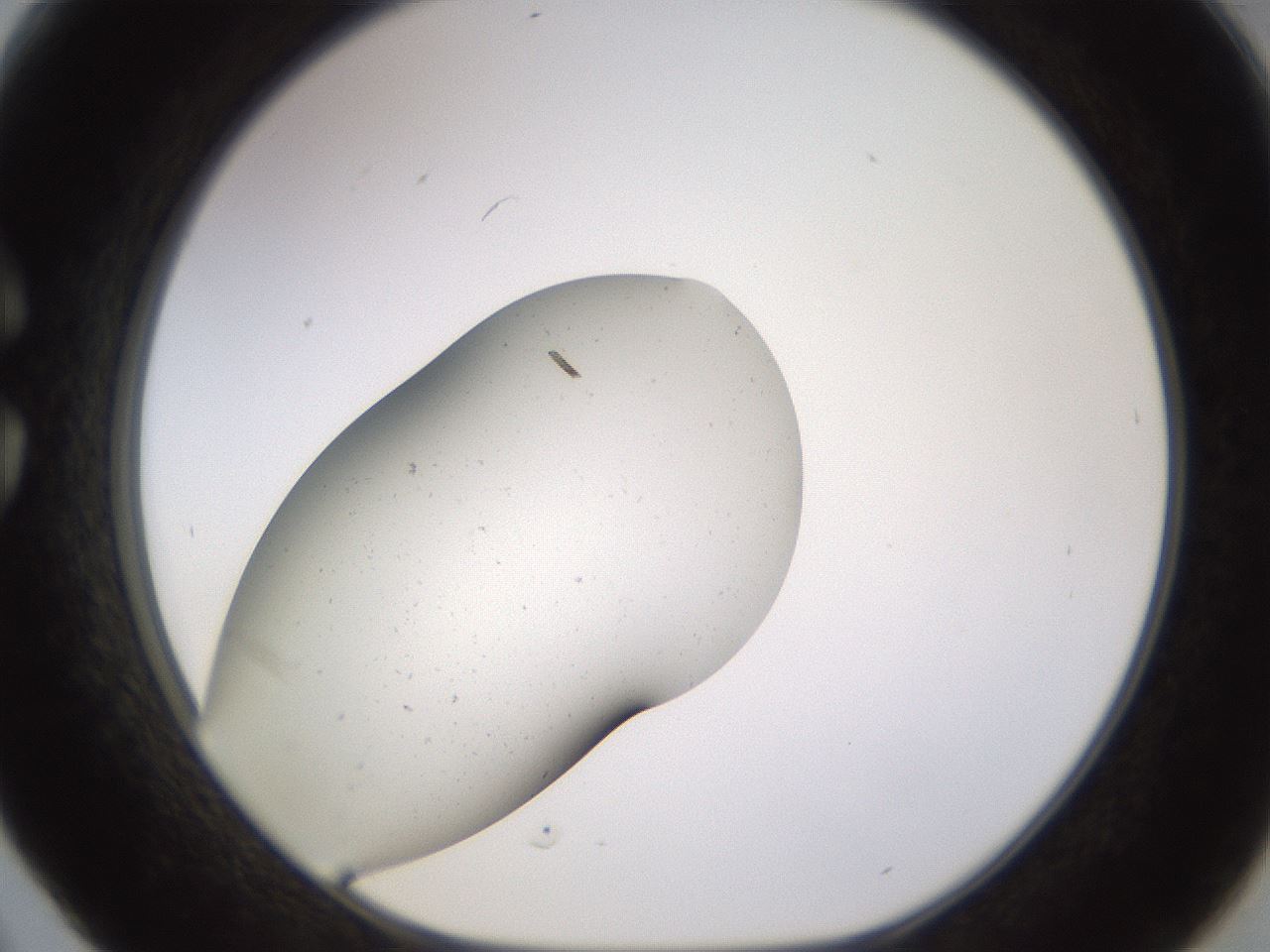 folderID577_plateID1577_batchID6365_wellNum30_profileID1_d1_r103465_ef.jpg
