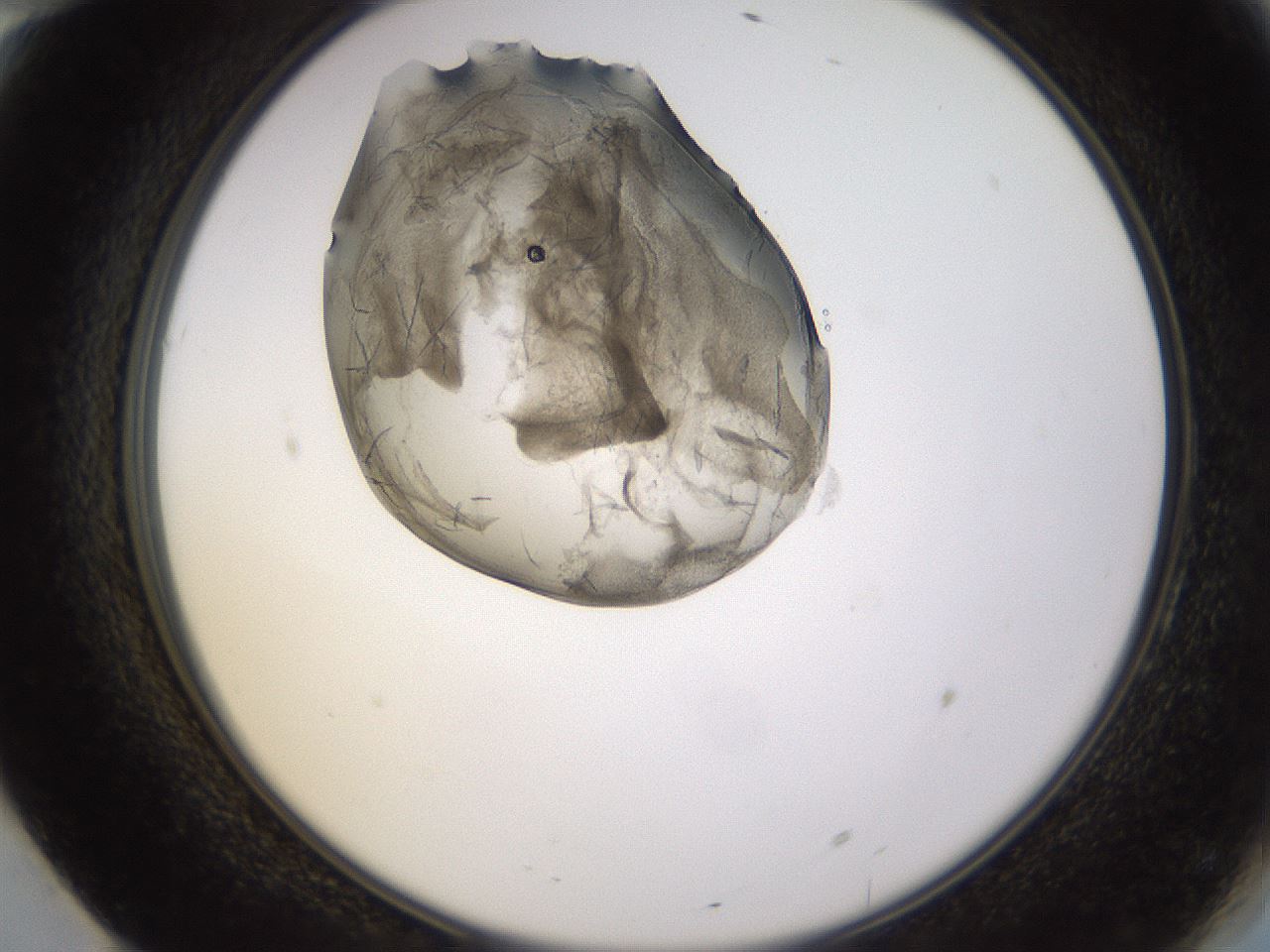folderID577_plateID1577_batchID6365_wellNum70_profileID1_d2_r103546_ef.jpg