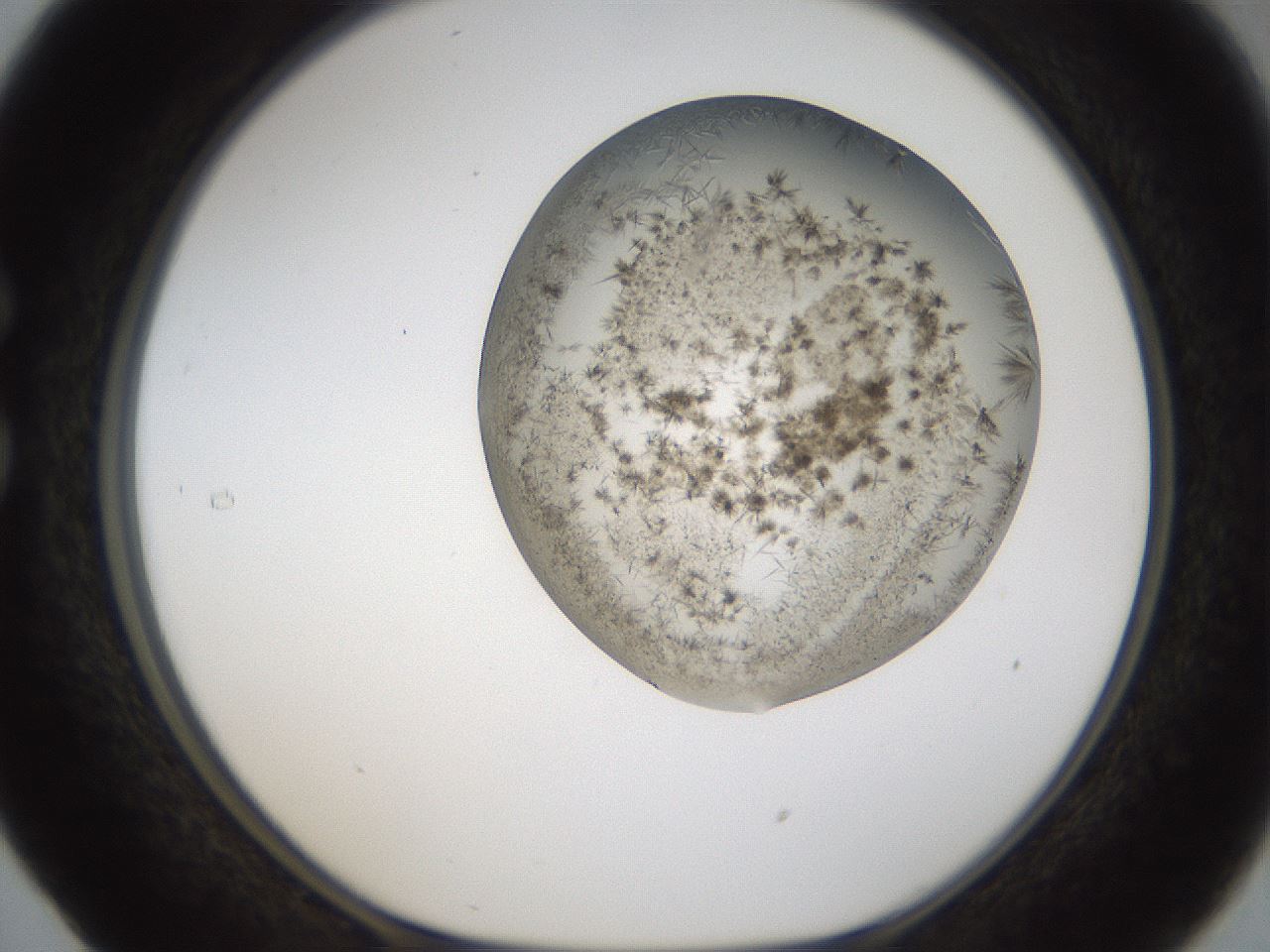 folderID57_plateID2057_batchID9024_wellNum29_profileID1_d1_r138739_ef.jpg