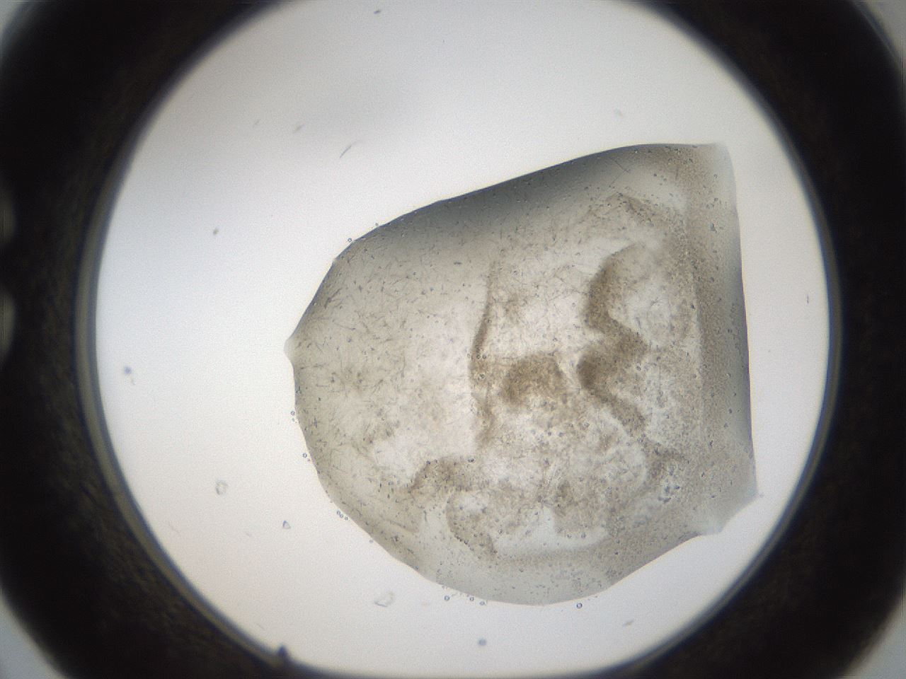 folderID57_plateID2057_batchID9024_wellNum30_profileID1_d1_r138740_ef.jpg