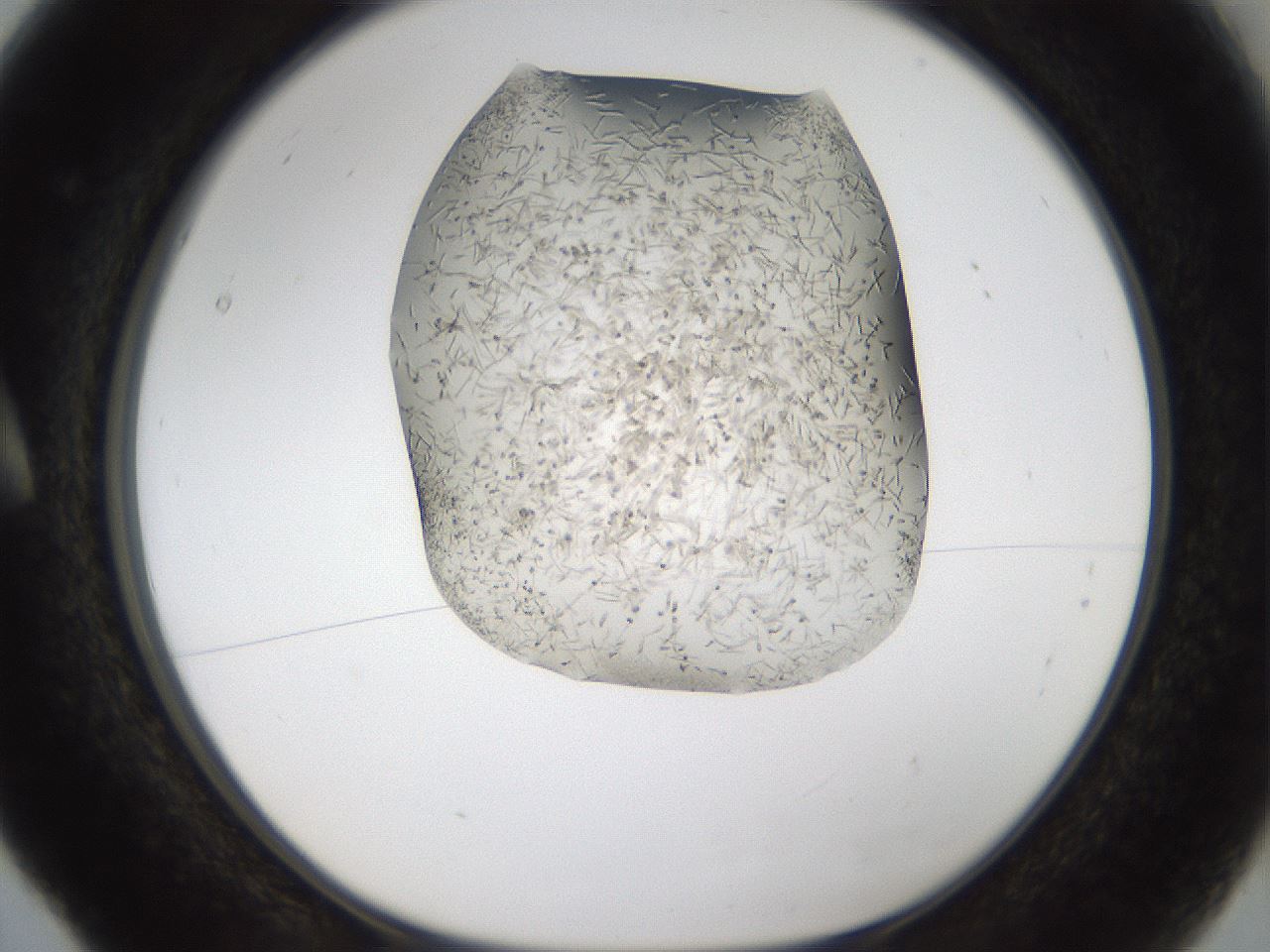 folderID57_plateID2057_batchID9024_wellNum5_profileID1_d1_r138715_ef.jpg