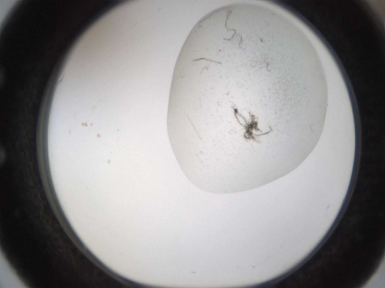 folderID199_plateID1199_batchID3487_wellNum51_profileID1_d1_r66225_ef.jpg