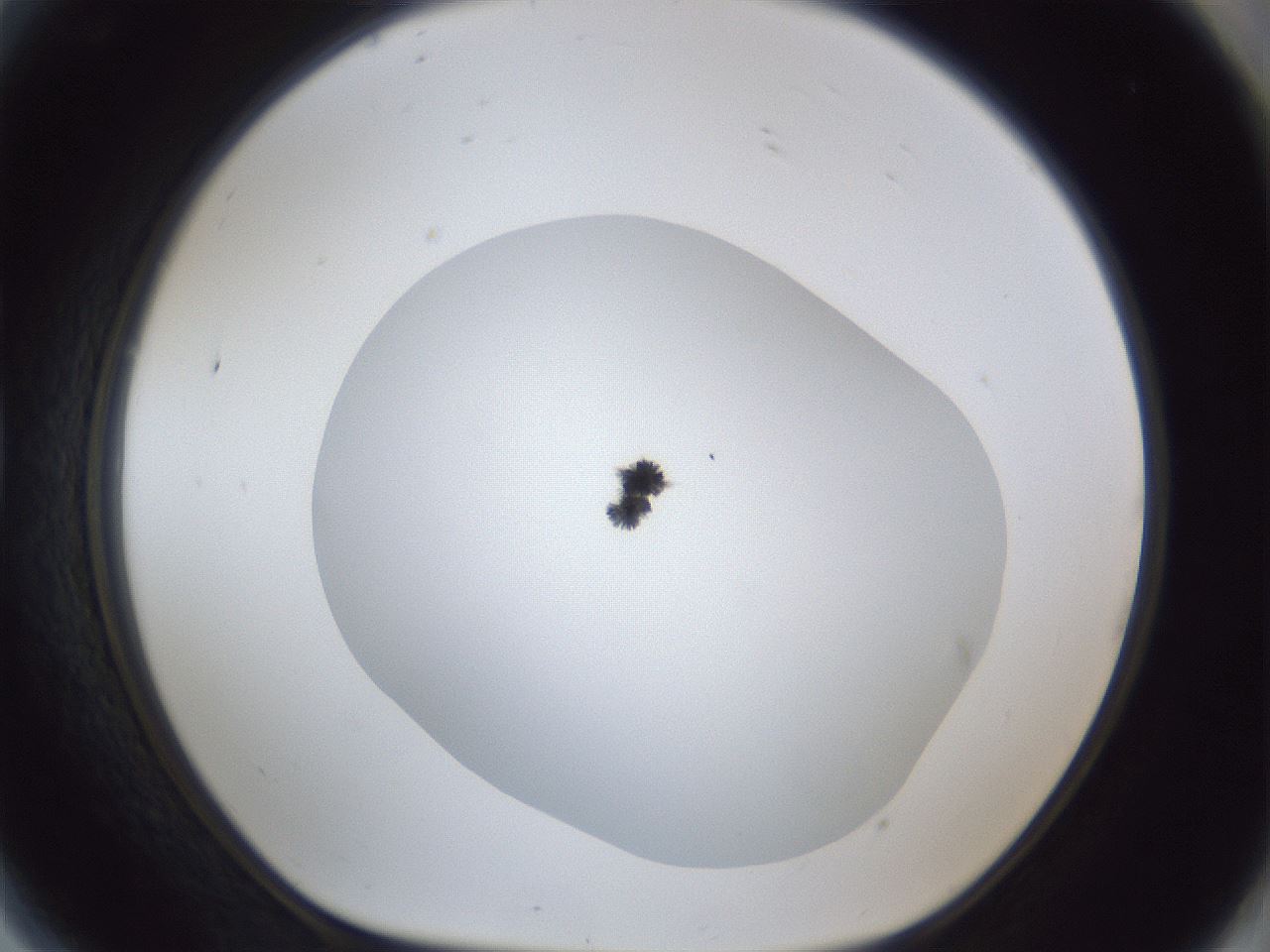 folderID19_plateID1019_batchID1884_wellNum81_profileID1_d1_r42868_ef.jpg