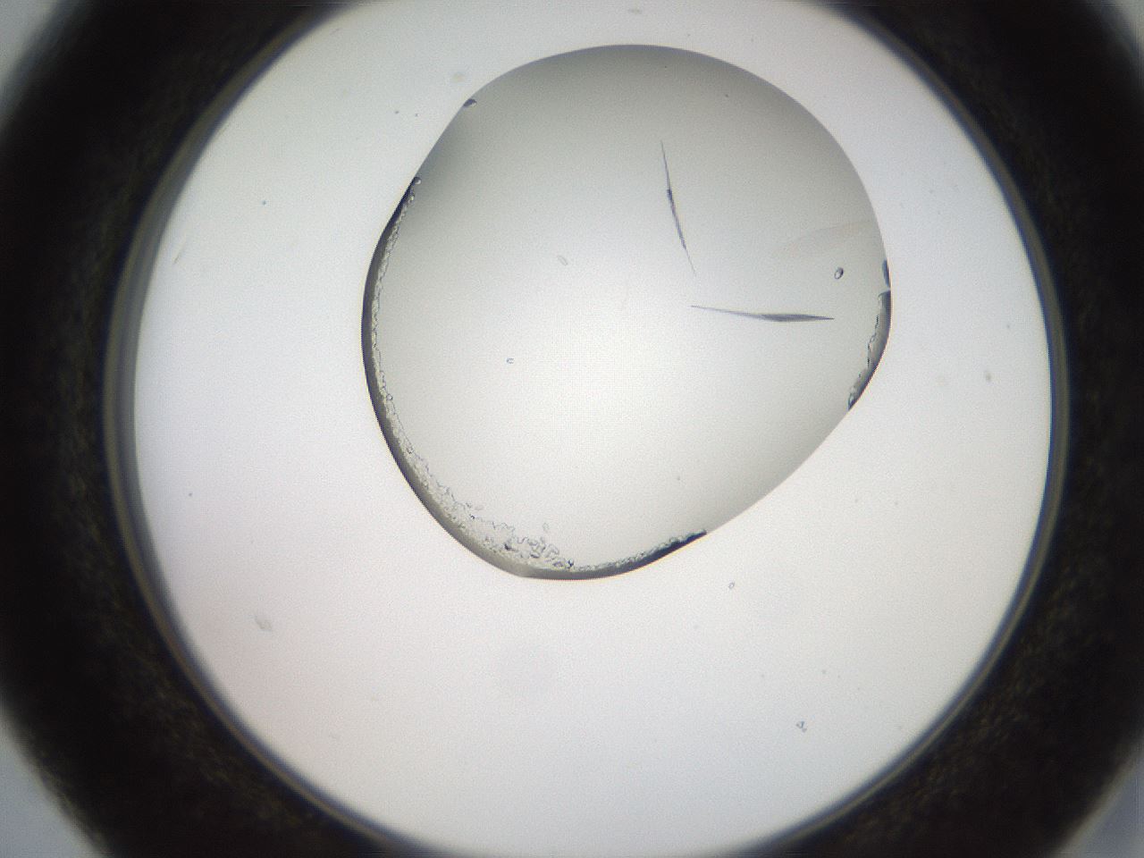 folderID205_plateID2205_batchID10007_wellNum15_profileID1_d2_r149972_ef.jpg