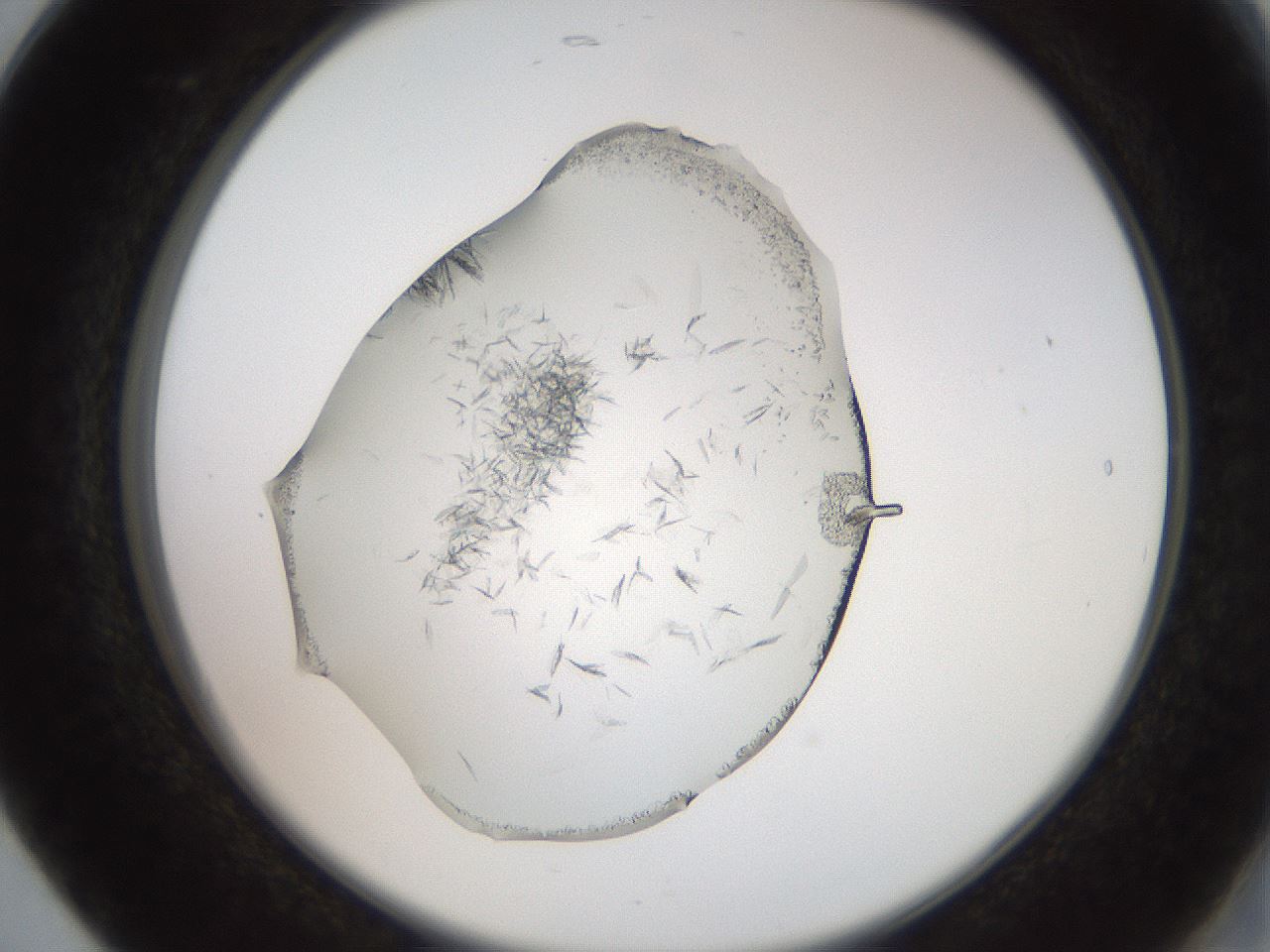 folderID205_plateID2205_batchID10007_wellNum17_profileID1_d2_r149976_ef.jpg