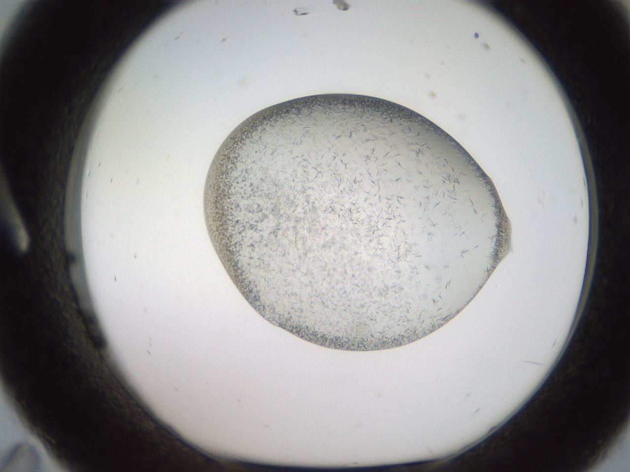 folderID206_plateID2206_batchID9998_wellNum11_profileID1_d1_r149771_ef.jpg