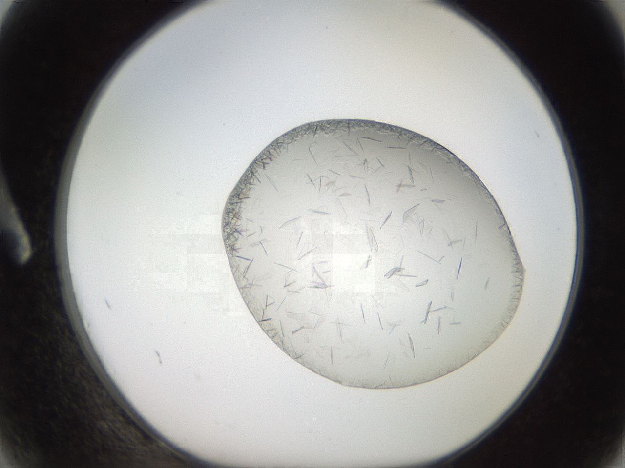 folderID206_plateID2206_batchID9998_wellNum2_profileID1_d1_r149753_ef.jpg