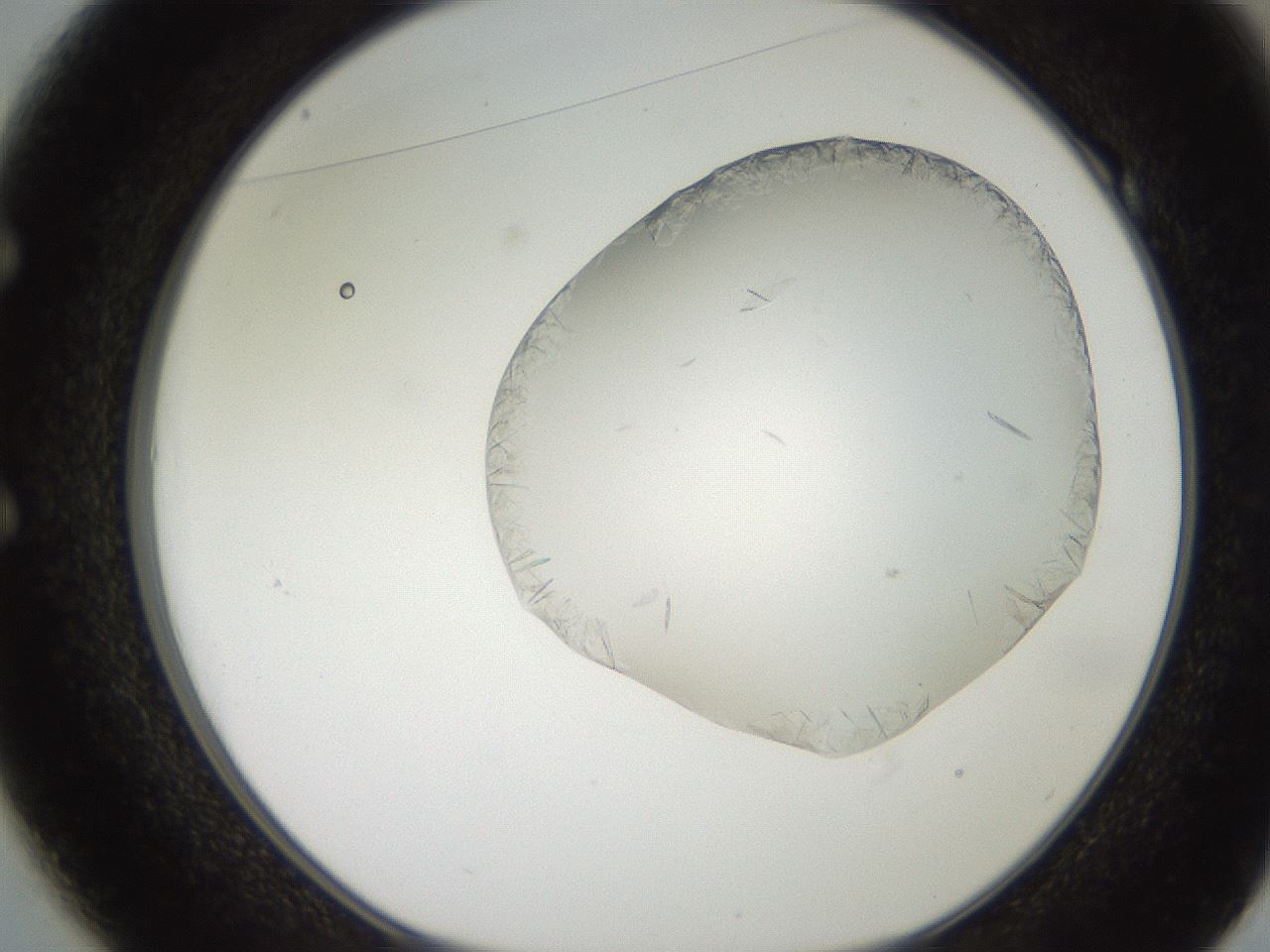 folderID206_plateID2206_batchID9998_wellNum49_profileID1_d1_r149847_ef.jpg