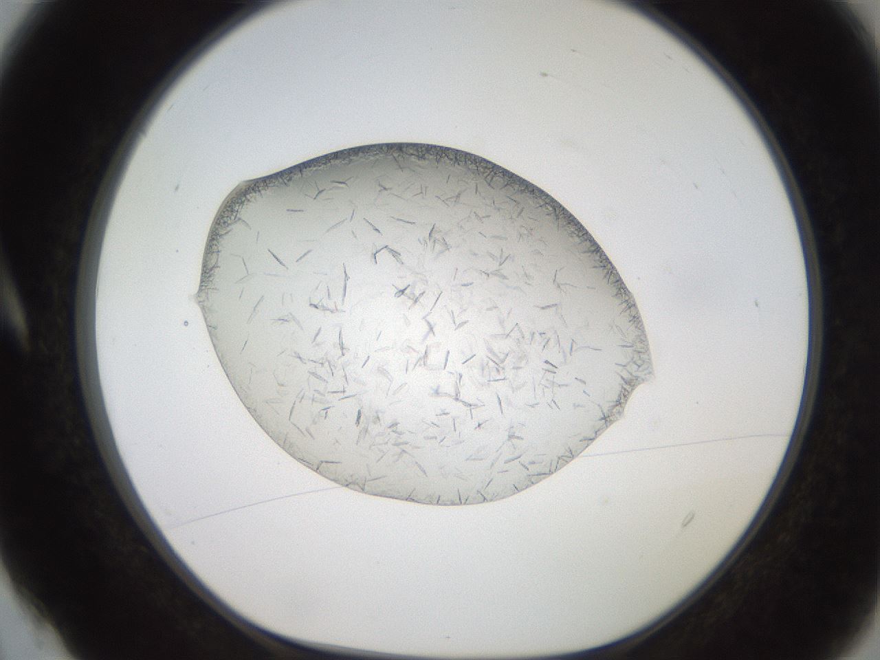 folderID206_plateID2206_batchID9998_wellNum4_profileID1_d1_r149757_ef.jpg