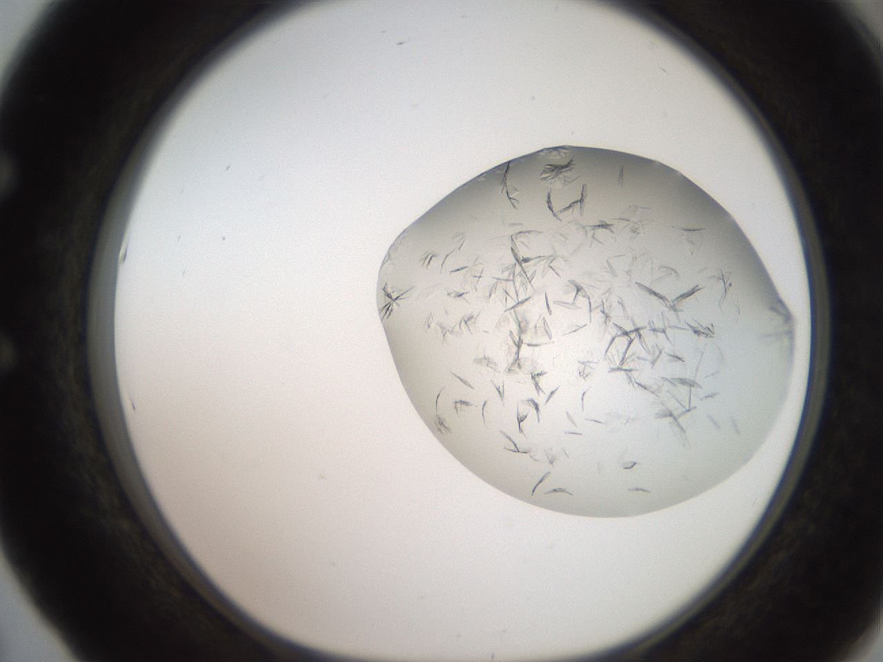 folderID206_plateID2206_batchID9998_wellNum53_profileID1_d1_r149855_ef.jpg