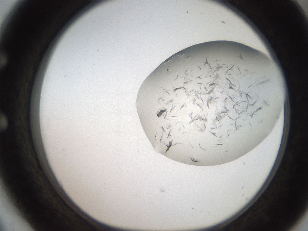 folderID206_plateID2206_batchID9998_wellNum54_profileID1_d1_r149857_ef.jpg
