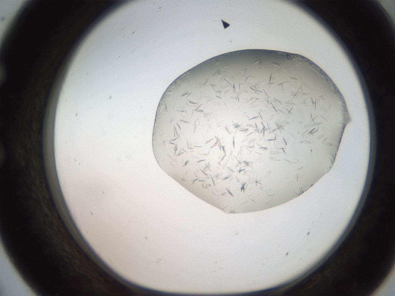 folderID206_plateID2206_batchID9998_wellNum55_profileID1_d1_r149859_ef.jpg