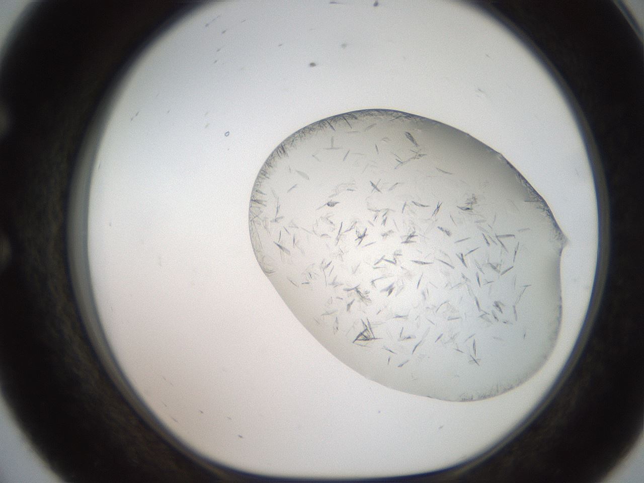 folderID206_plateID2206_batchID9998_wellNum56_profileID1_d1_r149861_ef.jpg