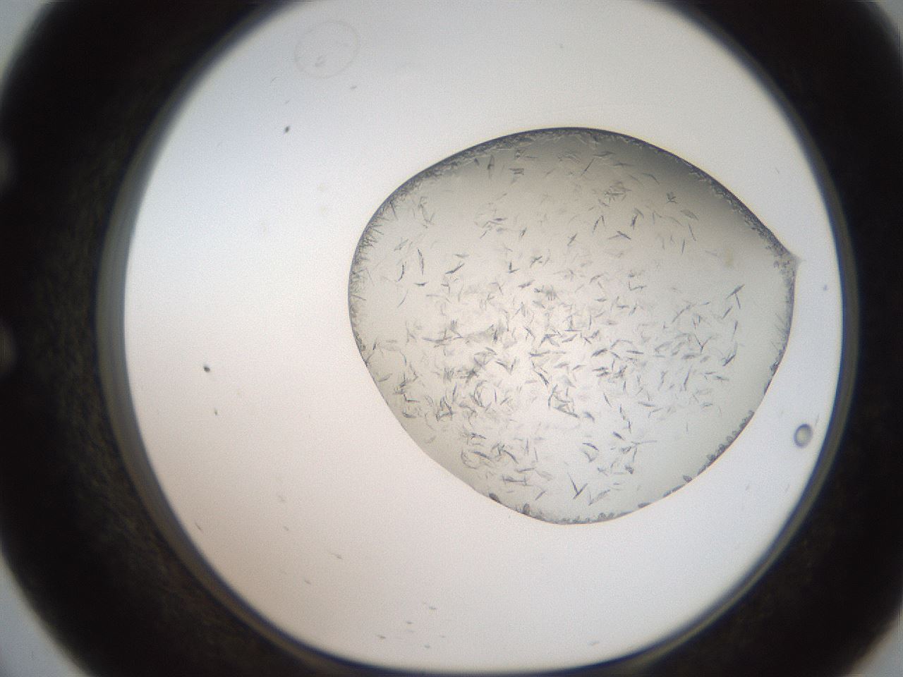 folderID206_plateID2206_batchID9998_wellNum57_profileID1_d1_r149863_ef.jpg