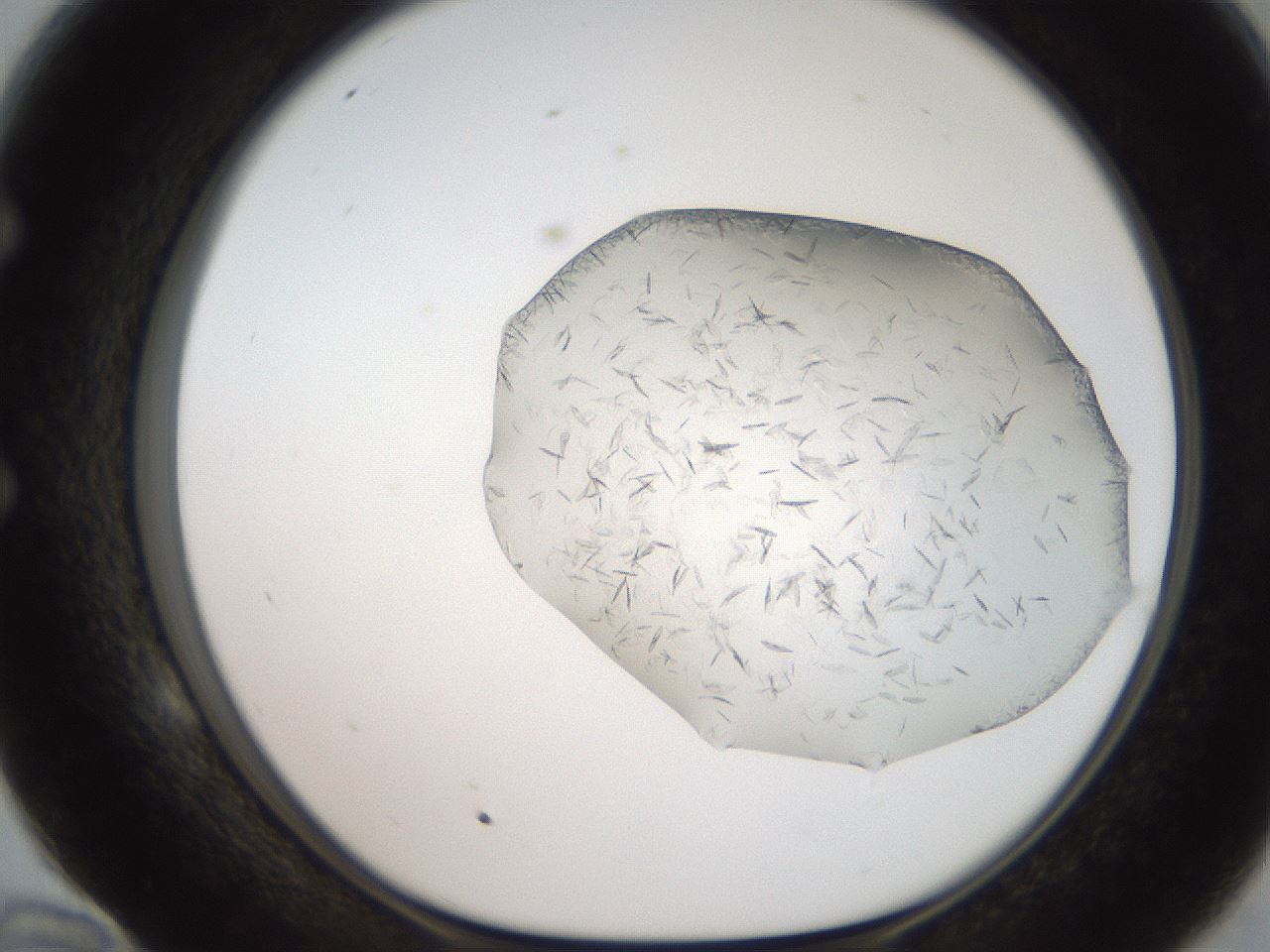 folderID206_plateID2206_batchID9998_wellNum58_profileID1_d1_r149865_ef.jpg