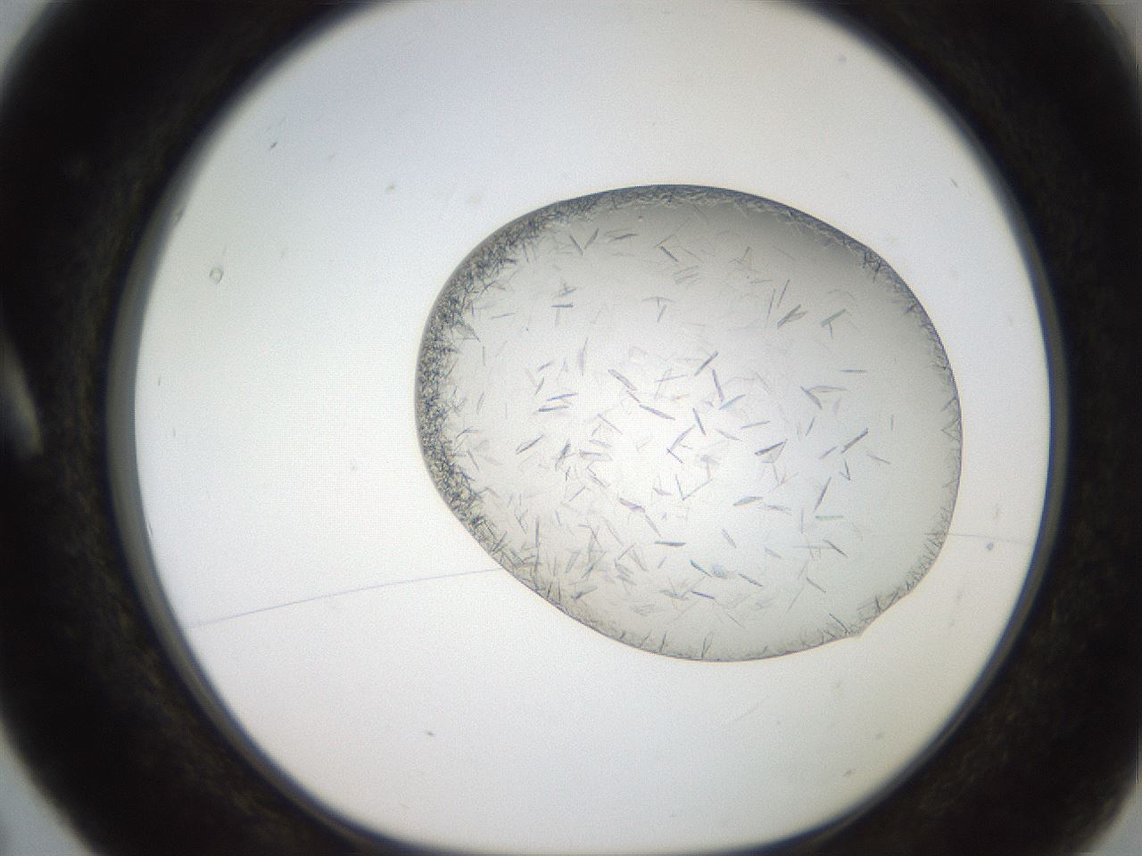 folderID206_plateID2206_batchID9998_wellNum5_profileID1_d1_r149759_ef.jpg