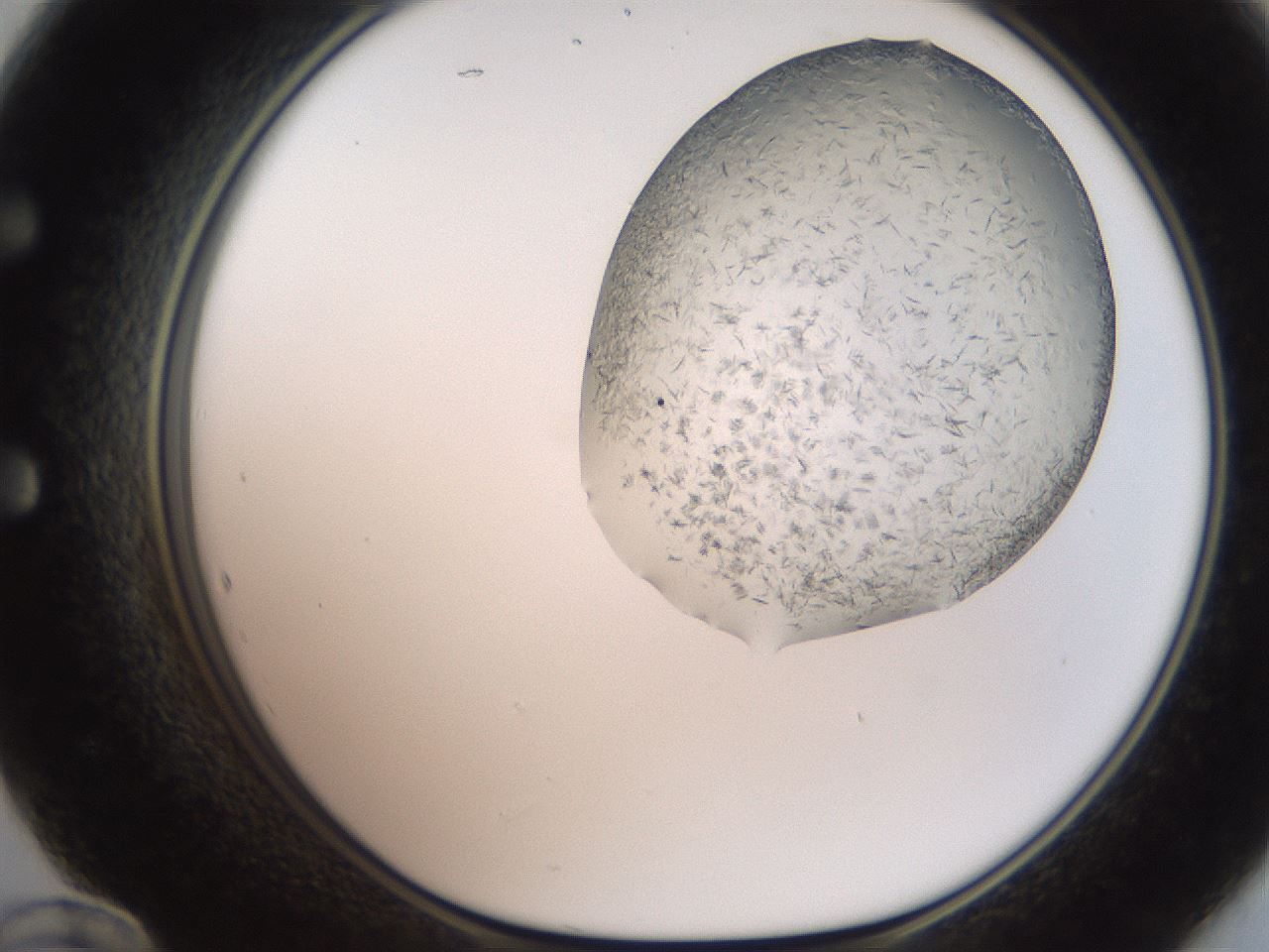folderID206_plateID2206_batchID9998_wellNum60_profileID1_d1_r149869_ef.jpg