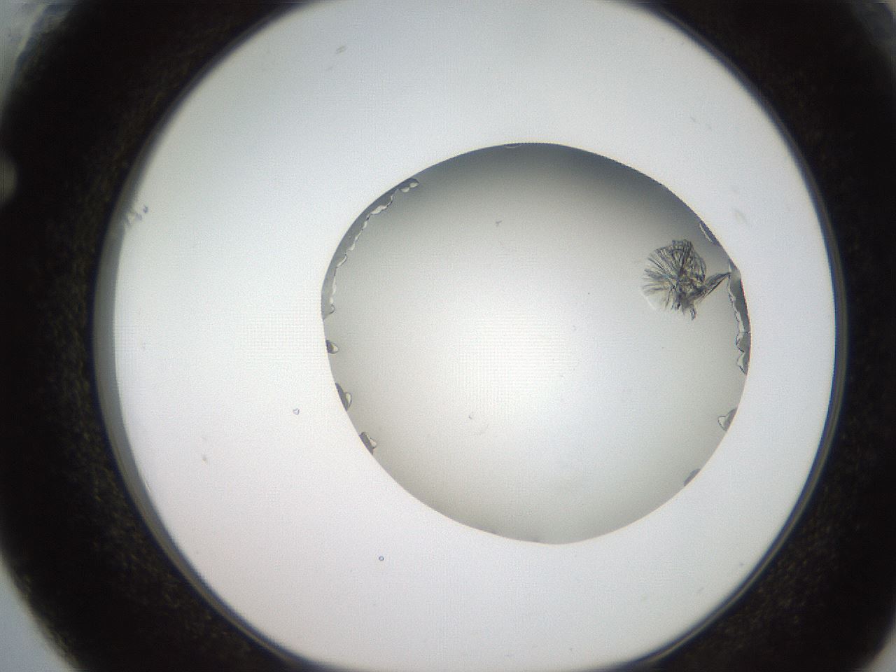 folderID206_plateID2206_batchID9998_wellNum61_profileID1_d1_r149871_ef.jpg