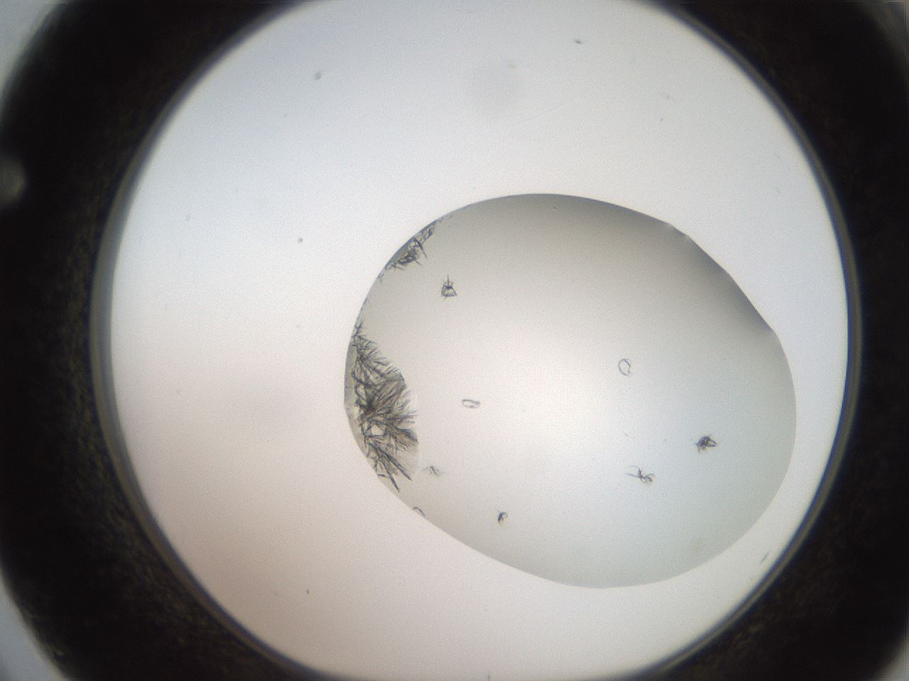 folderID206_plateID2206_batchID9998_wellNum62_profileID1_d1_r149873_ef.jpg