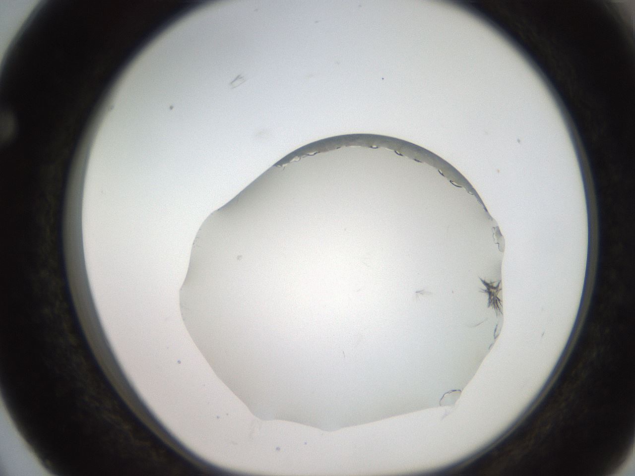 folderID206_plateID2206_batchID9998_wellNum63_profileID1_d1_r149875_ef.jpg