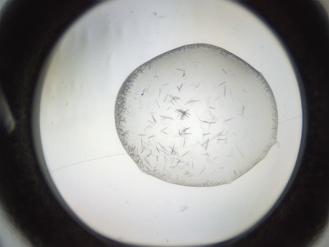 folderID206_plateID2206_batchID9998_wellNum6_profileID1_d1_r149761_ef.jpg