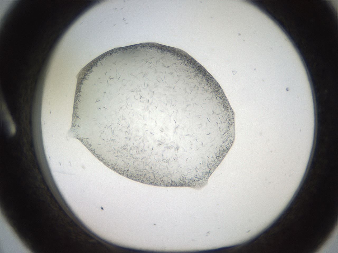 folderID206_plateID2206_batchID9998_wellNum8_profileID1_d1_r149765_ef.jpg