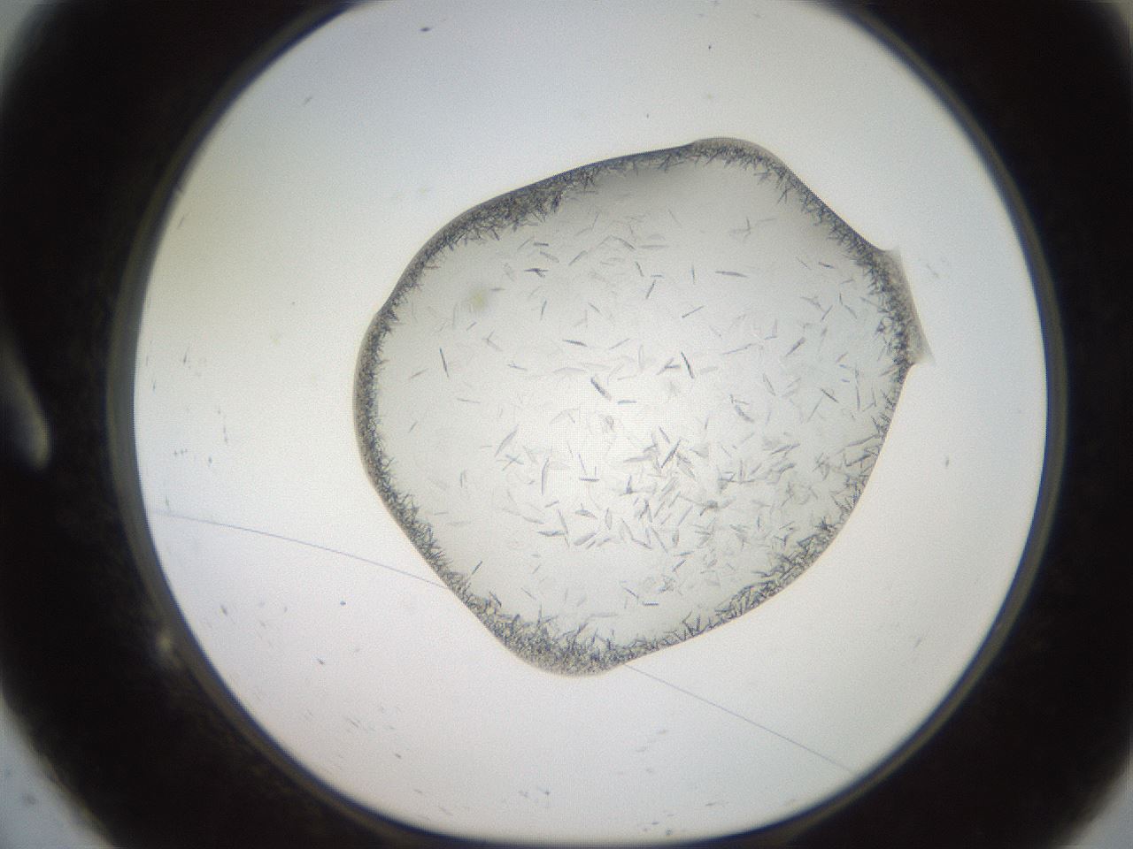 folderID206_plateID2206_batchID9998_wellNum9_profileID1_d1_r149767_ef.jpg
