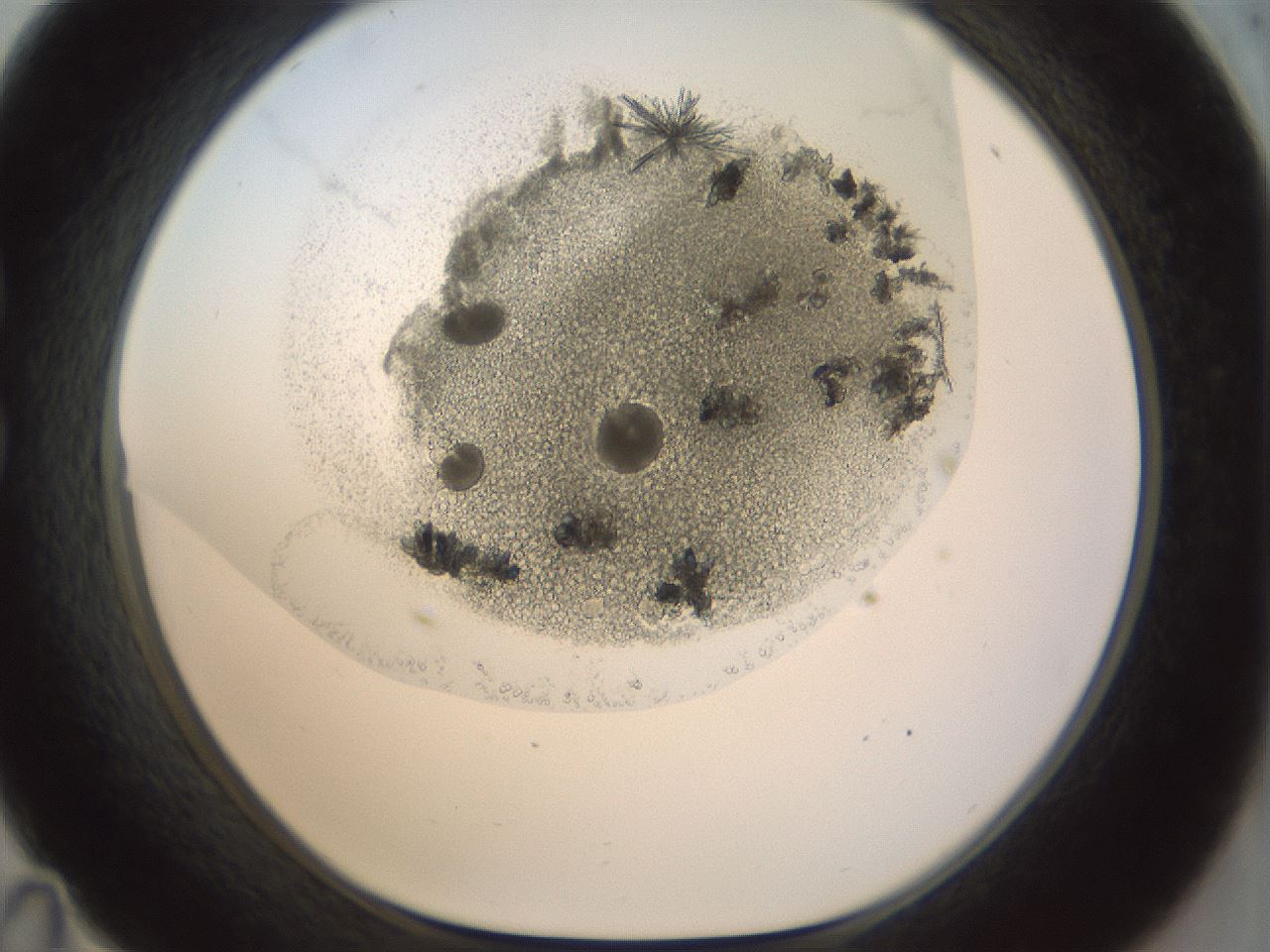 folderID207_plateID1207_batchID3655_wellNum35_profileID1_d1_r67684_ef.jpg