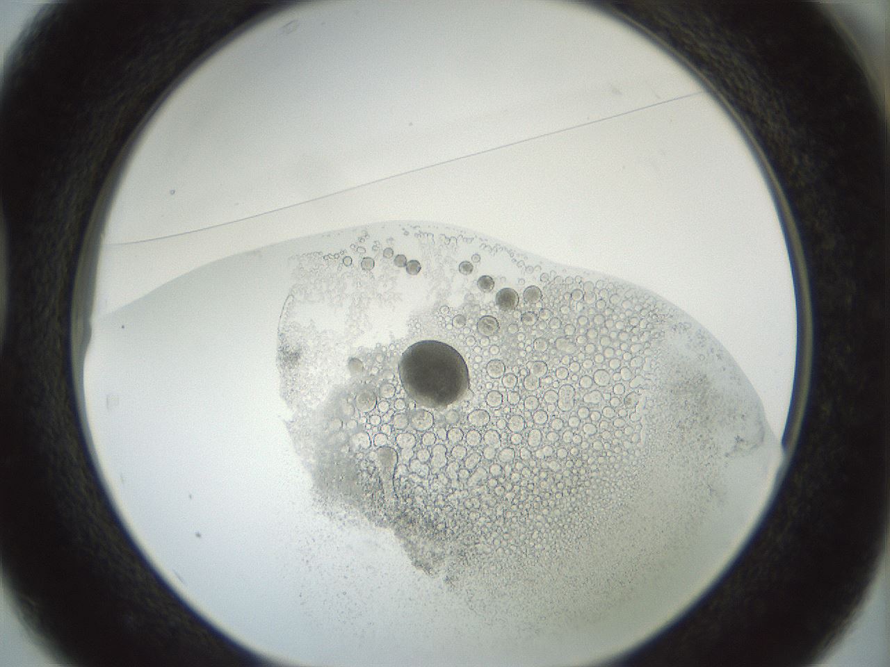folderID207_plateID1207_batchID3655_wellNum37_profileID1_d1_r67688_ef.jpg
