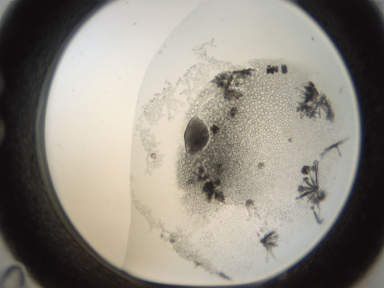 folderID211_plateID1211_batchID3654_wellNum35_profileID1_d1_r67396_ef.jpg