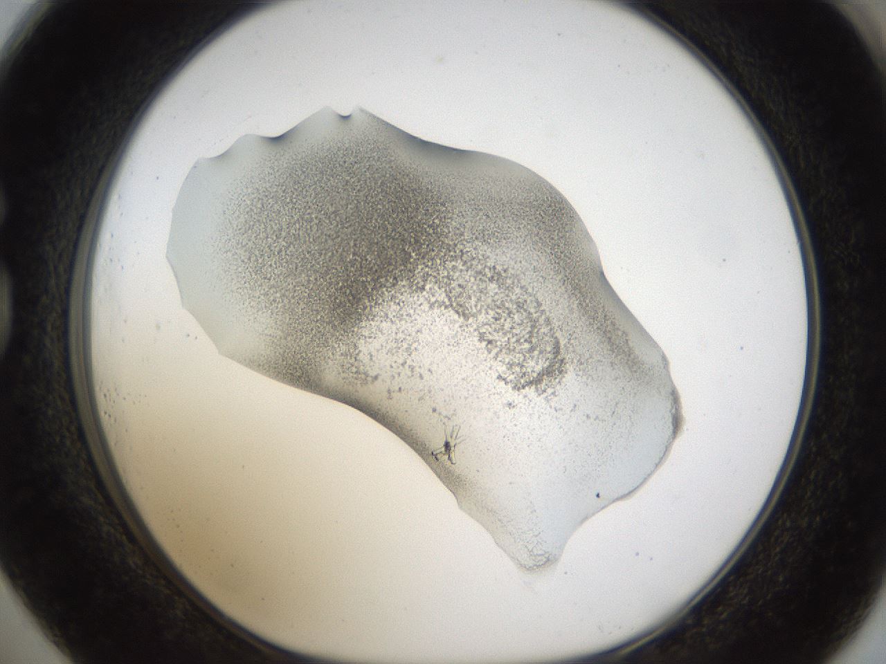 folderID58_plateID1058_batchID2301_wellNum73_profileID1_d1_r47817_ef.jpg