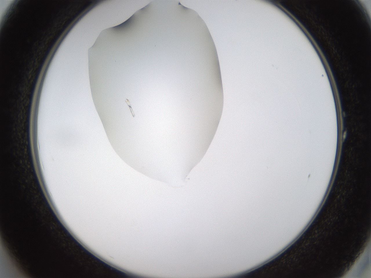 folderID596_plateID1596_batchID6729_wellNum1_profileID1_d2_r106165_ef.jpg