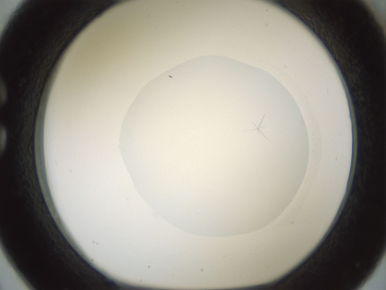 folderID599_plateID1599_batchID6728_wellNum26_profileID1_d1_r106022_ef.jpg