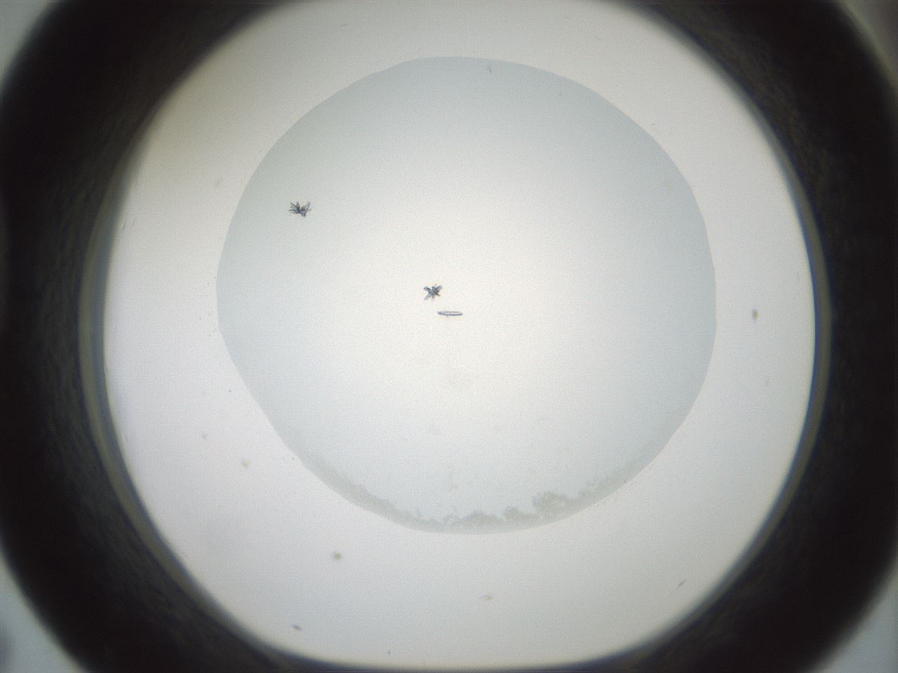 folderID601_plateID1601_batchID6734_wellNum43_profileID1_d1_r107208_ef.jpg