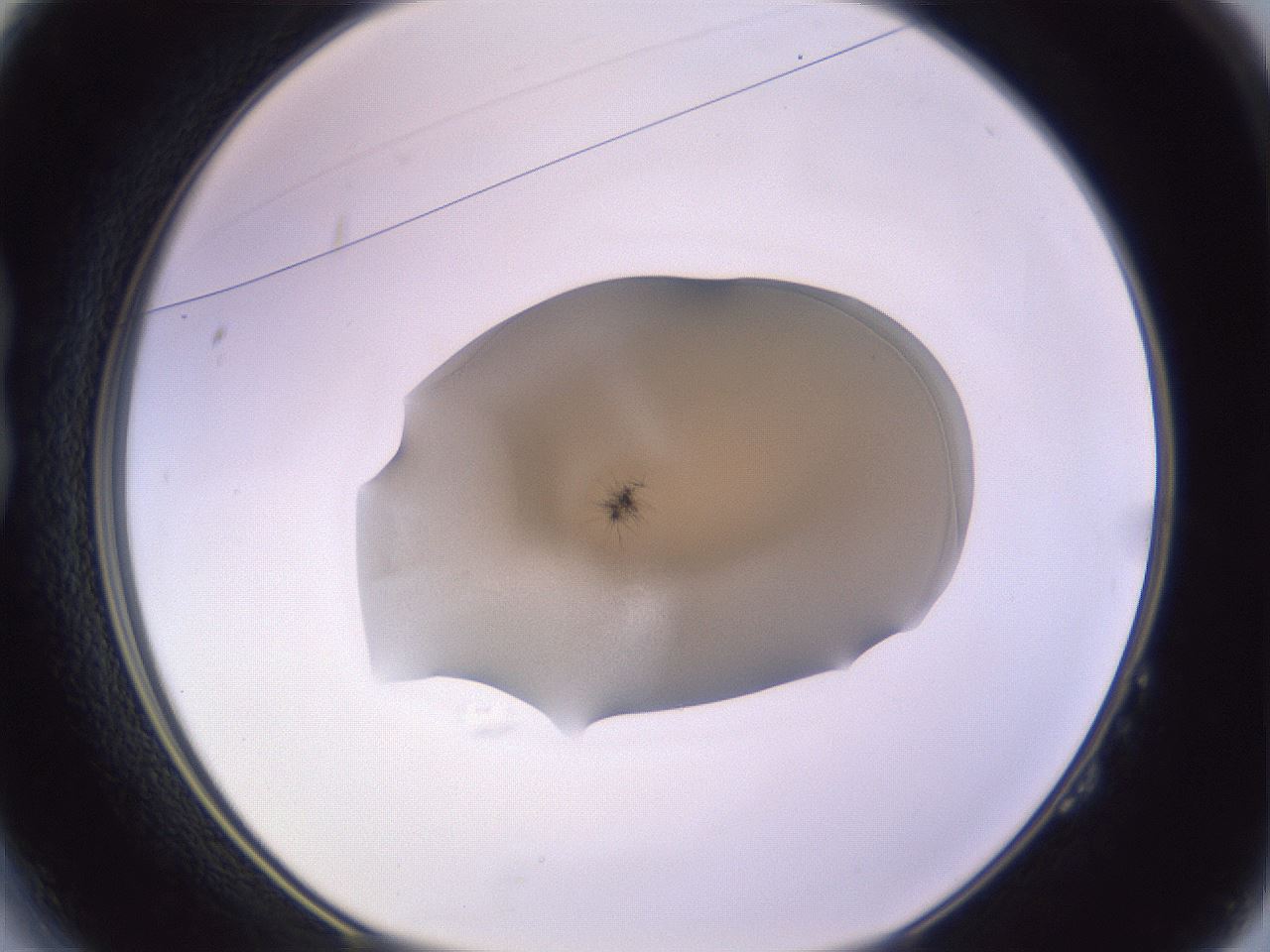 folderID607_plateID1607_batchID6724_wellNum14_profileID1_d1_r105230_ef.jpg