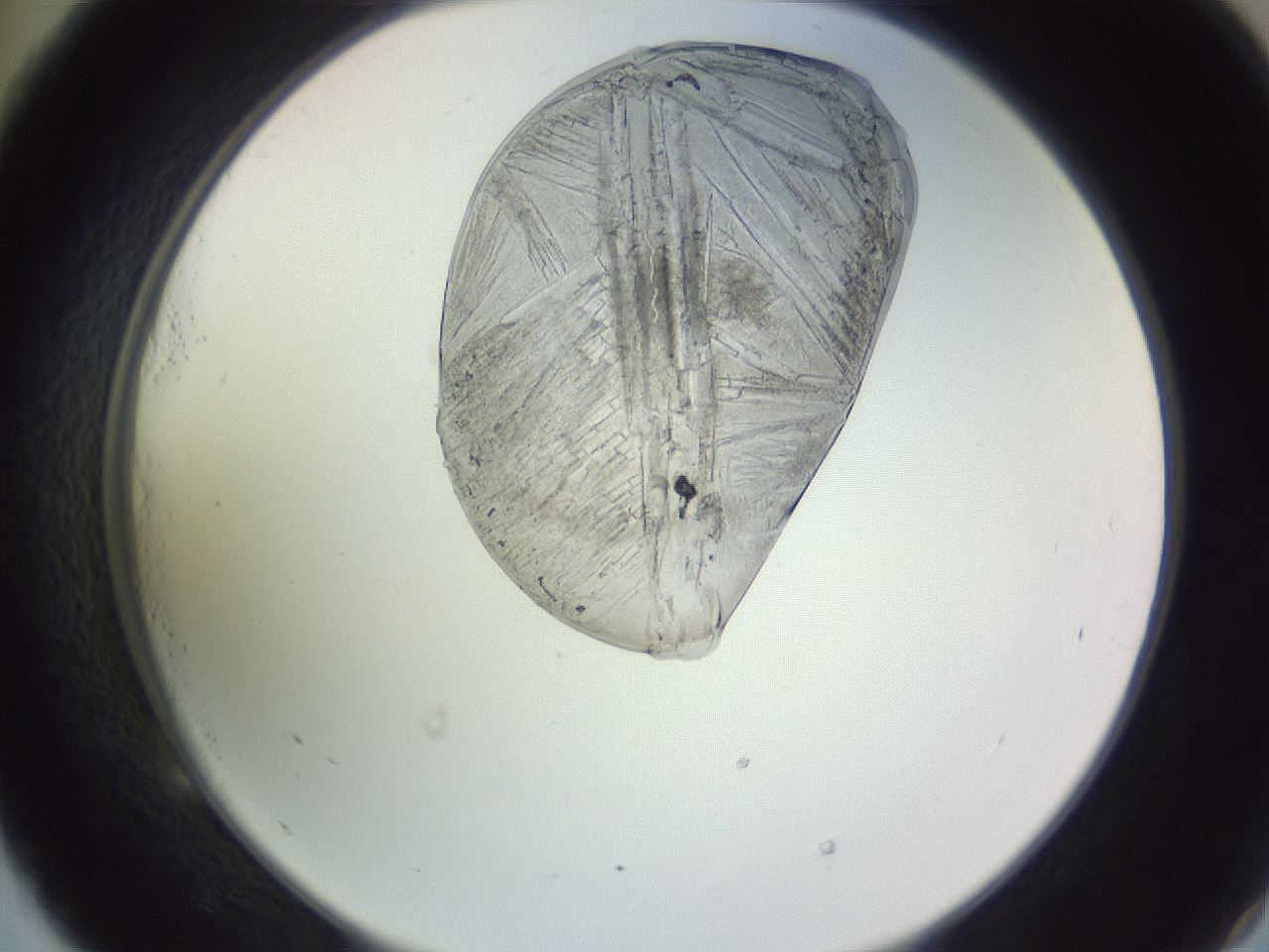 folderID607_plateID1607_batchID6724_wellNum53_profileID1_d2_r105309_ef.jpg