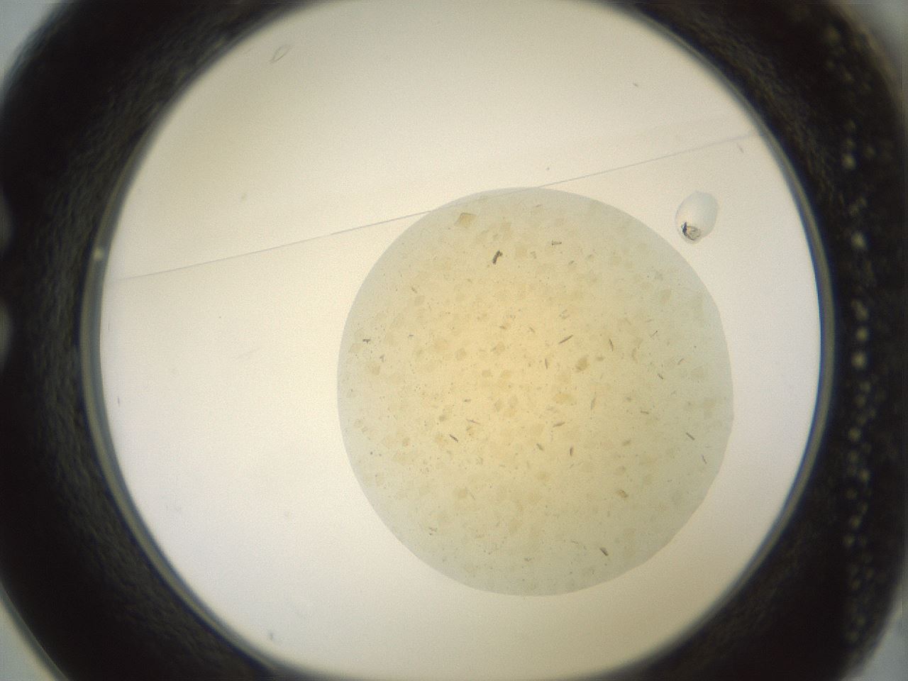 folderID60_plateID2060_batchID9042_wellNum25_profileID1_d1_r139119_ef.jpg