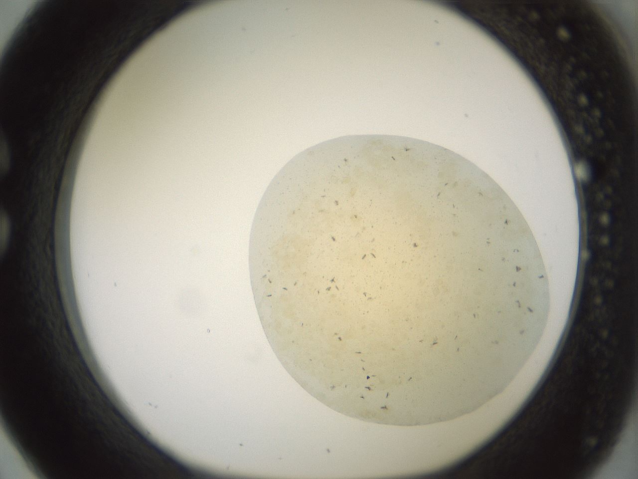 folderID60_plateID2060_batchID9042_wellNum26_profileID1_d1_r139120_ef.jpg