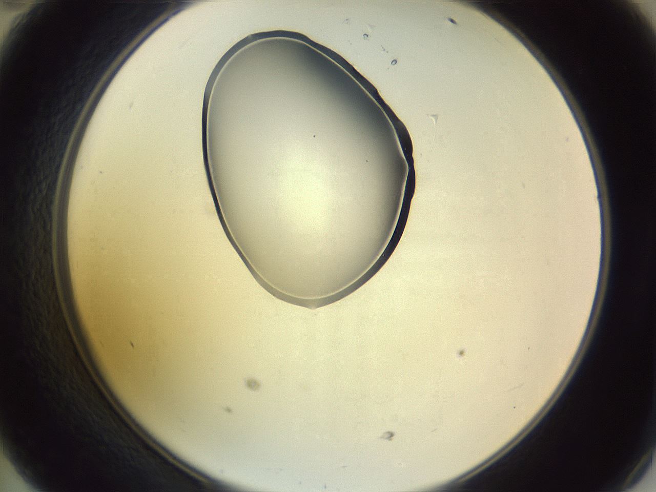 folderID276_plateID1276_batchID4164_wellNum47_profileID1_d2_r73045_ef.jpg