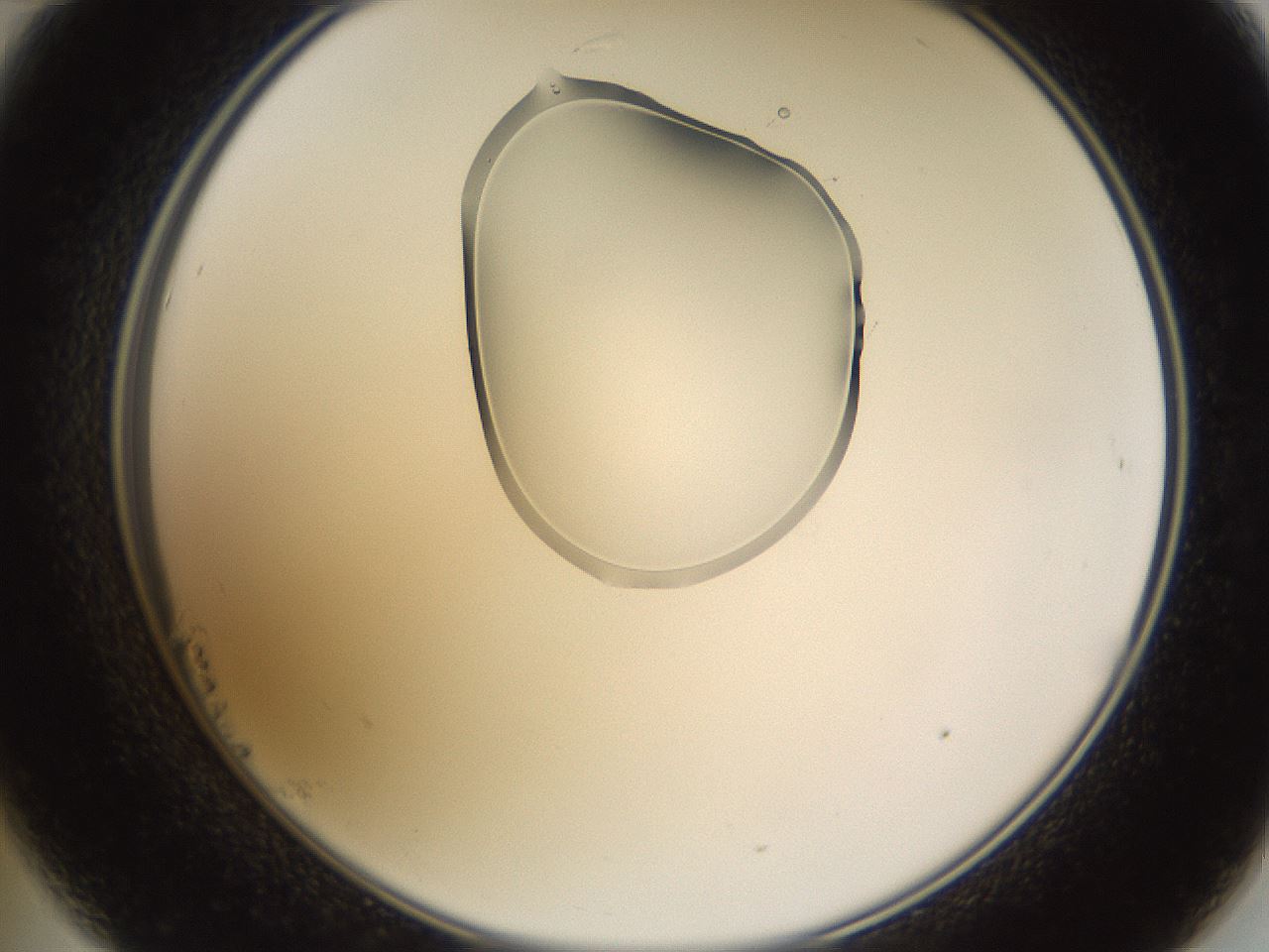folderID269_plateID1269_batchID4165_wellNum23_profileID1_d2_r73189_ef.jpg