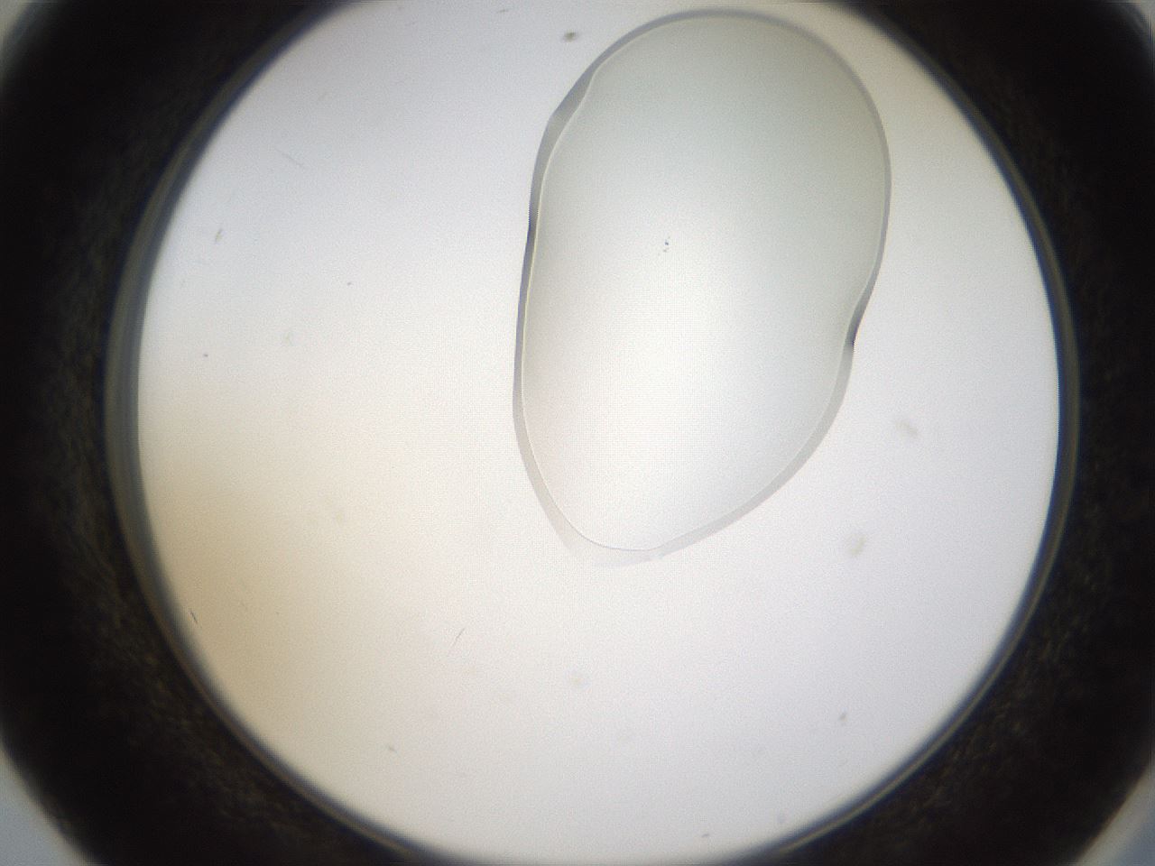 folderID274_plateID1274_batchID4175_wellNum56_profileID1_d2_r76135_ef.jpg
