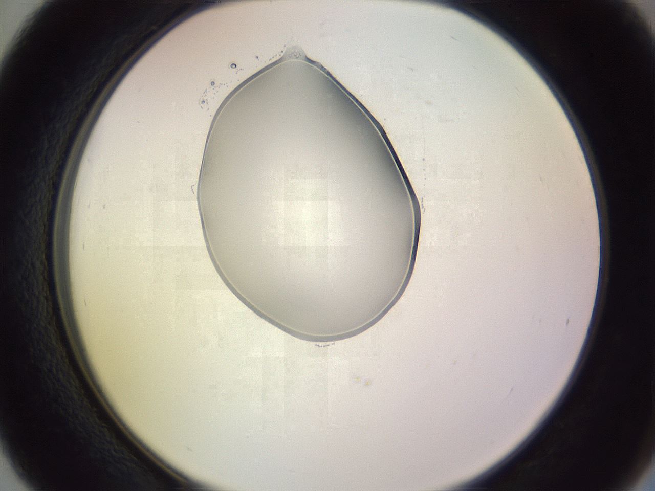 folderID276_plateID1276_batchID4164_wellNum39_profileID1_d2_r73029_ef.jpg