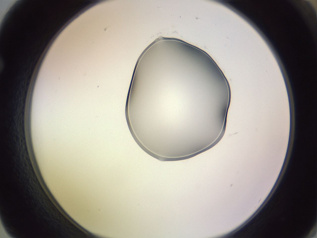 folderID276_plateID1276_batchID4164_wellNum62_profileID1_d1_r73074_ef.jpg