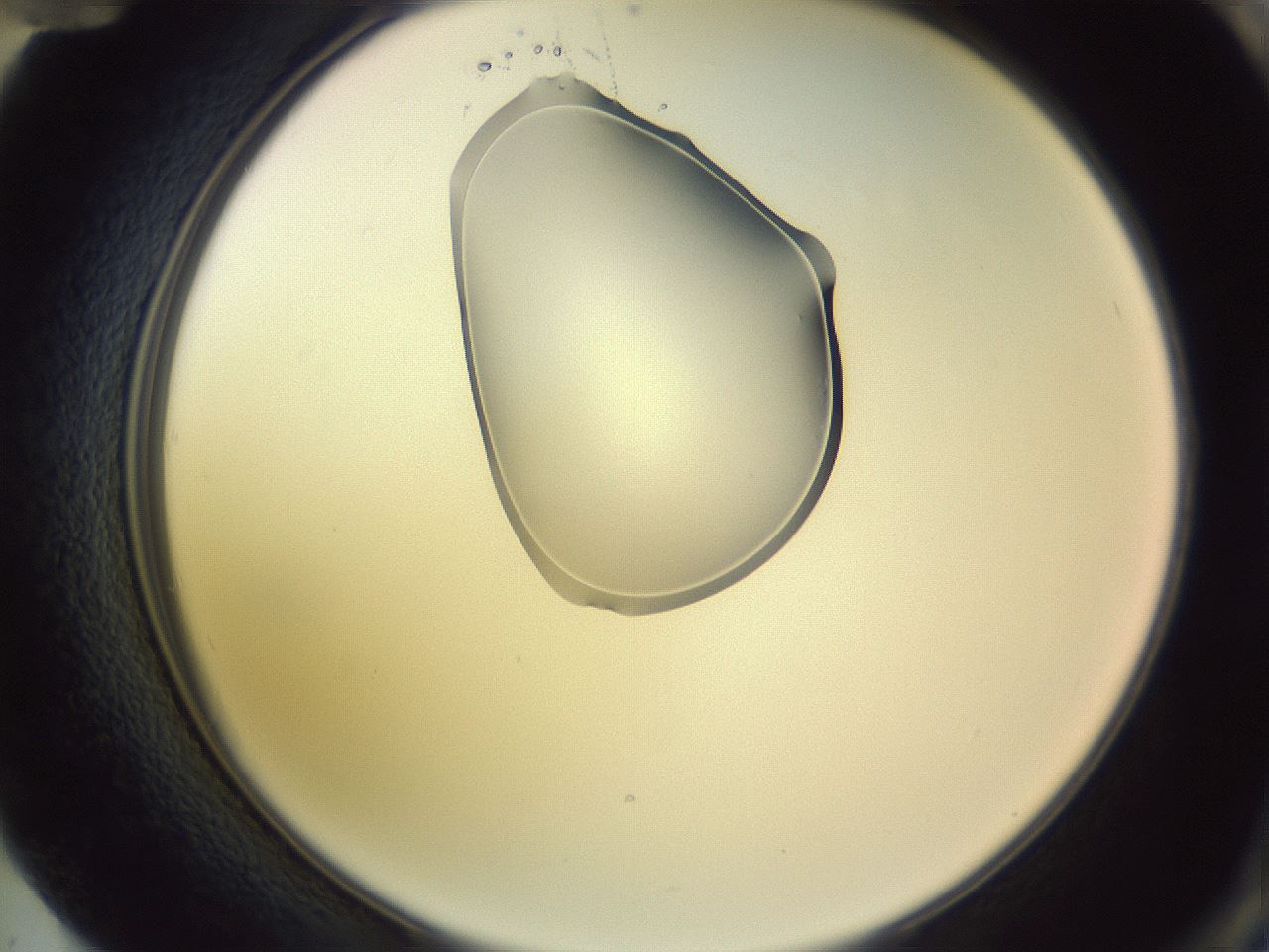 folderID276_plateID1276_batchID4164_wellNum72_profileID1_d2_r73095_ef.jpg