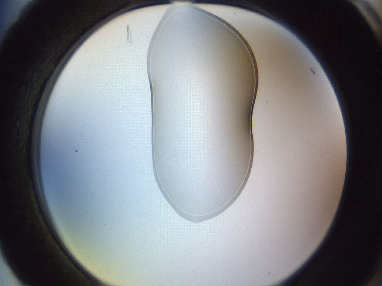 folderID277_plateID1277_batchID4166_wellNum88_profileID1_d2_r73703_ef.jpg