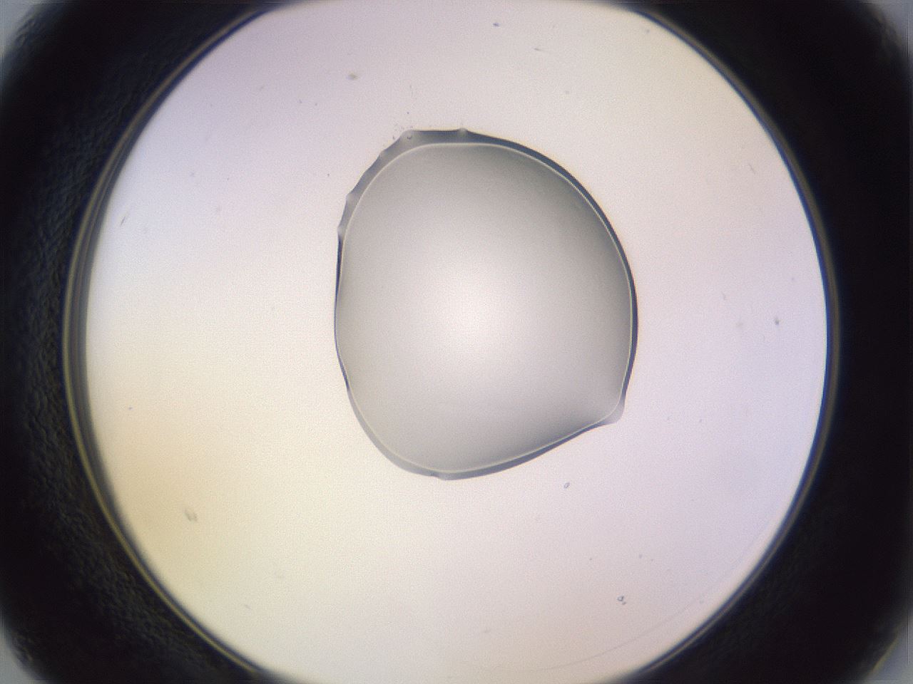 folderID279_plateID1279_batchID4171_wellNum15_profileID1_d2_r74901_ef.jpg