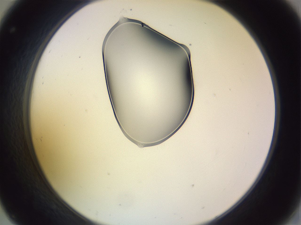 folderID279_plateID1279_batchID4171_wellNum32_profileID1_d2_r74935_ef.jpg