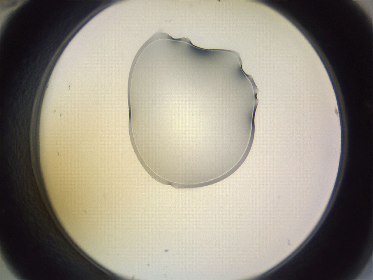 folderID279_plateID1279_batchID4171_wellNum46_profileID1_d2_r74963_ef.jpg